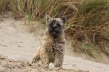 CAIRN TERRIER 359